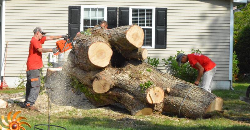 An arborist buries his chainsaw, with a 3-foot blade, as he cuts the trunk of the silver maple into more manageable pieces. CHRIS FLOOD PHOTOS